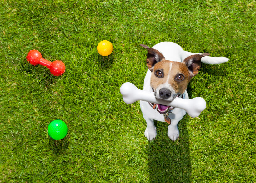 Dog with bone